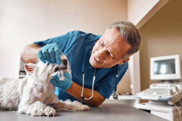Best 24-Hour Emergency Dental Care in Corning, IA